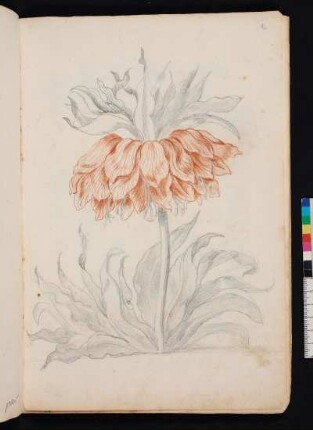 Einfache goldgelbe Kaiserkrone nach Maria Sibylla Merian, Blumenbuch, Faszikel II, Taf. 4