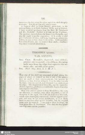Trigonia spinosa. Tab. LXXXVI