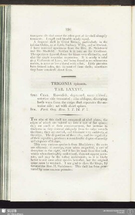 Trigonia spinosa. Tab. LXXXVI