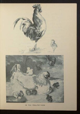 Tafel: In the Poultry-Yard.