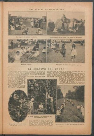 El cultivo del cacao