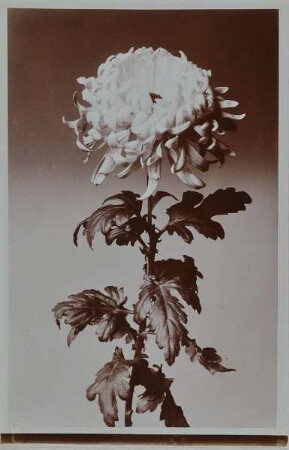 Chrysantheme