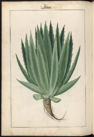 Aloes, Seite 254