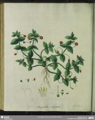 Zu Tabula XXXII. Anagalis Arvensis