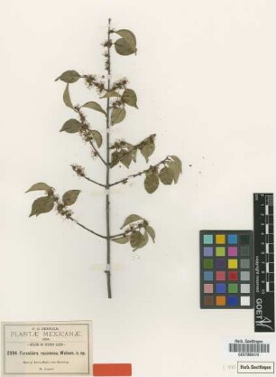 Forestiera racemosa S.Watson [isotype]