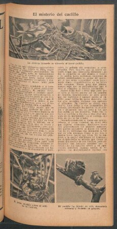 El misterio del cuclillo