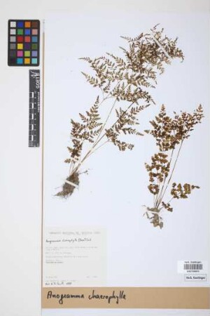 Anogramma chaerophylla (Desv.) Link