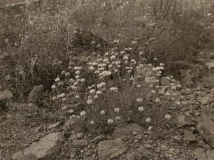 Berg-Sandglöckchen (Jasione montana), auch Berg-Sandrapunzel, Sandknöpfchen, Bergnelke oder Schaf-Skabiose