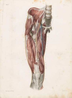 Muskuläre Nerven des Oberschenkels (von vorn)