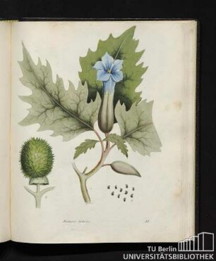 Datura tatula.