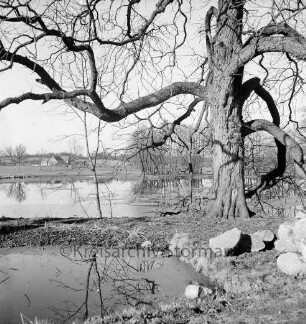 Tralau: Herrenhaus: Park: Teich: rechts alter Baum: im Hintergrund Gutsgebäude