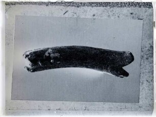 Fossilien aus der ersten Grabung, Rangifer tarandus (Linnaeus, 1758)