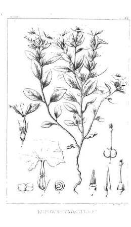 Pentstemon ambiguus, Torr.