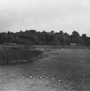 Serie zu: Moritzburg. Graugänse : Moritzburg. Graugänse im Schloßteich