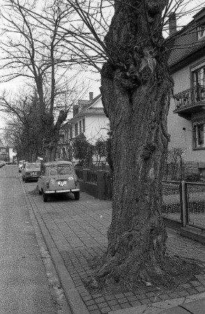 Fällung von 55 abgestorbenen oder kranken Bäumen im Stadtgebiet von Karlsruhe