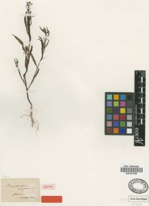 Piriqueta cistoides (L.) Griseb. var. glabrescens Urb.[isotype]
