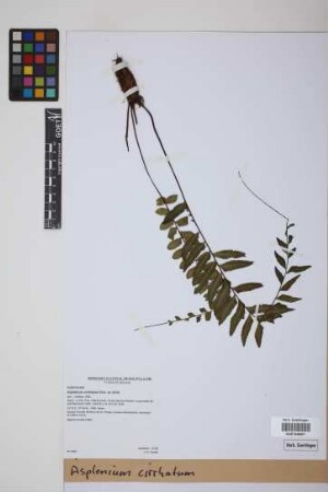 Asplenium cirrhatum Rich. ex Willd.