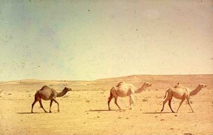 Kamele am St. Amman-Maan (Dromedare)