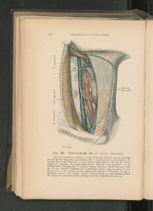 Fig. 197.Gefässscheide der A. carotis communis.