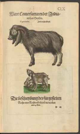 Ware Conterfacturen der Indianischen Geyssen. Capra Indica. Indianisch Geyß.