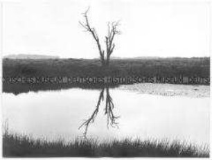 Abgestorbener Baum in Seenlandschaft