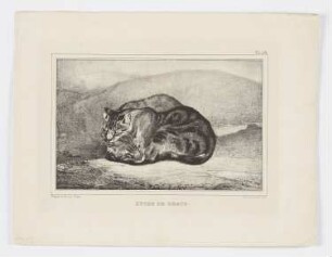 Etude de chats