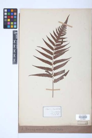 Aspidium brongniartii (Bory) Diels