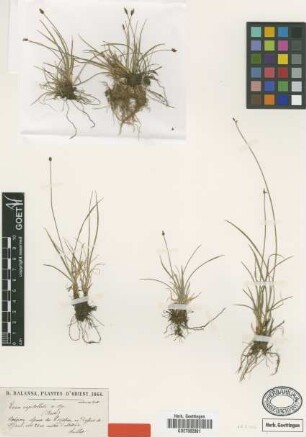 Carex capitellata Boiss. [type]