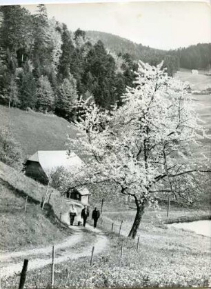 Frühling im Schwarzwald