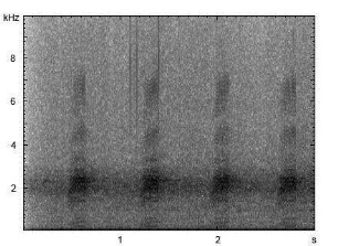 Stockente | Anas platyrhynchos - Ruf