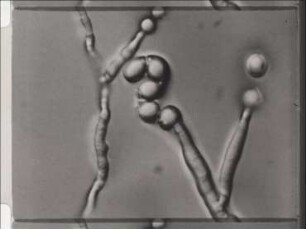Konidienentwicklung bei den Fungi Imperfecti - Enteroblastische Konidien