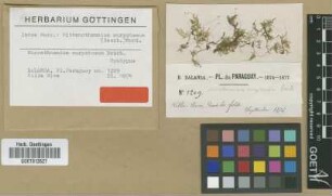 Microthamnium eurystomum Besch. [syntype]