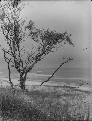 Birke : Absterbende Birke am Strand von Ustka