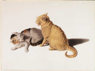 Zwei junge Katzen im Streit