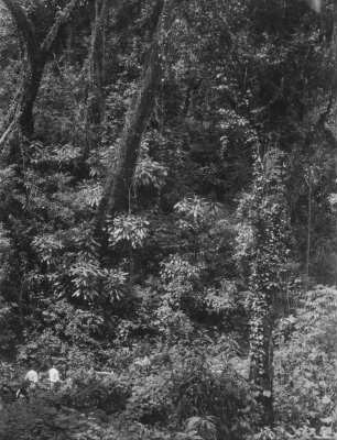 Männer im Wald : Drei Männer und zwei Reittiere in einem Wald.