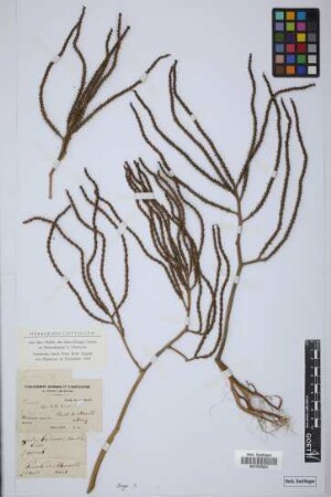 Geonoma