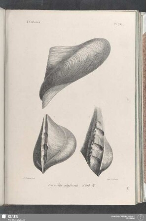 Pl. 395