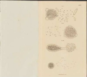 Tab. IV.