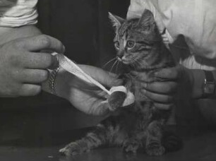 Hauskatze (verwundet)