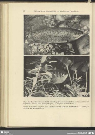 Wasserflöhe um einen Schützenfisch
