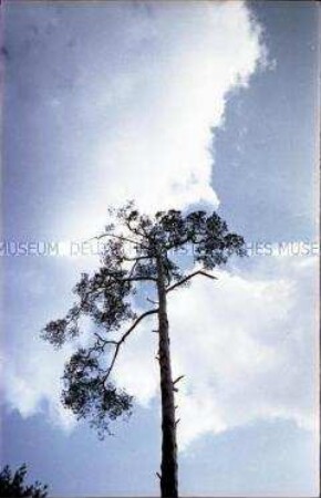 Baum gegen den Himmel