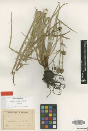Eryngium hemsleyanum Wolff [isotype]