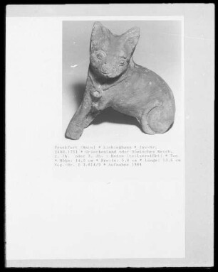 Katze