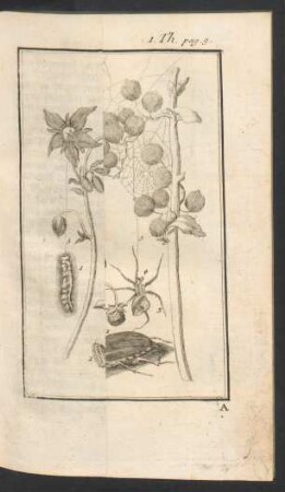 Tafel: Die Insecten.