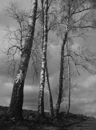 Archivfotografie "motive_landschaft_fruehling_293"