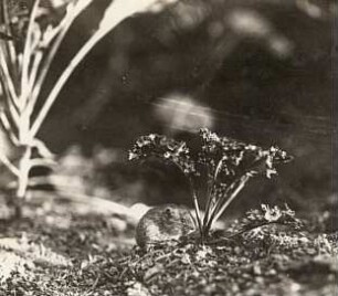 Feldmaus (Microtus arvalis Pallas) und eine Kohlpflanze