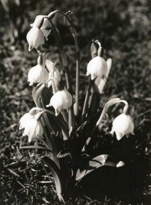 Frühlings-Knotenblume (Leucojum vernum), auch Märzenbecher, Märzbecher, Märzglöckchen oder Großes Schneeglöckchen