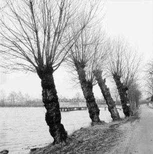 Gräberkate: Mühlenteich: Steg mit Pavillons im Hintergrund: vorn Baumreihe, stark geneigt