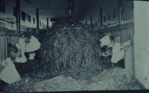 Fotografie: Fütterungstechnik, Futtertisch, Greiferanlage