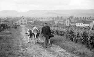 Nennig: Weinbauer mit Ochsen im Weinberg